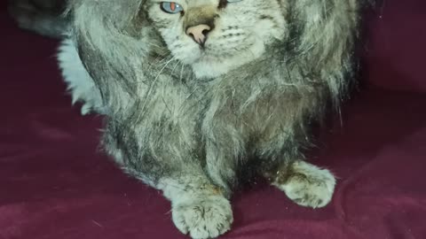 lion cat (gatoleón)