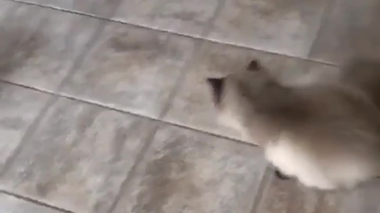 cat gets toy snake stuck in it's tail and freaks out