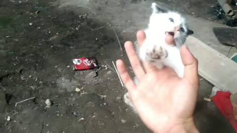 Truck truck and sea find cute cat mochi toys