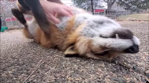 Fox asking for belly rub