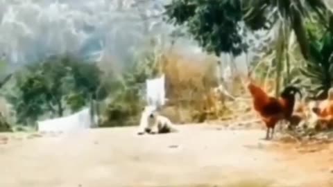Animated video cat and maus