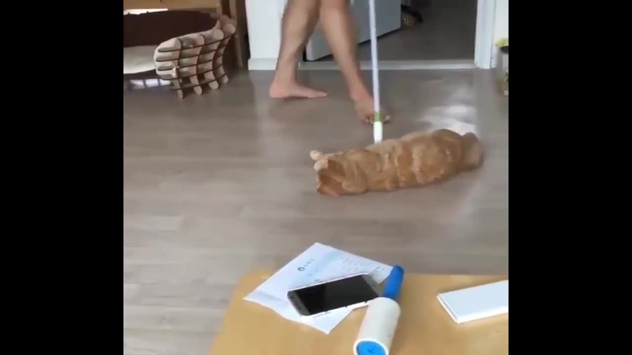 Try not to laugh at the most lazy cat in the world