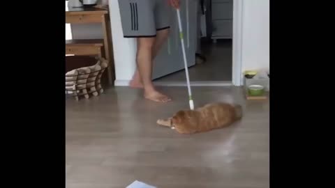 Try not to laugh at the most lazy cat in the world