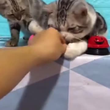 Lovely Cat, black cat, cats, funny cats, funny cat videos