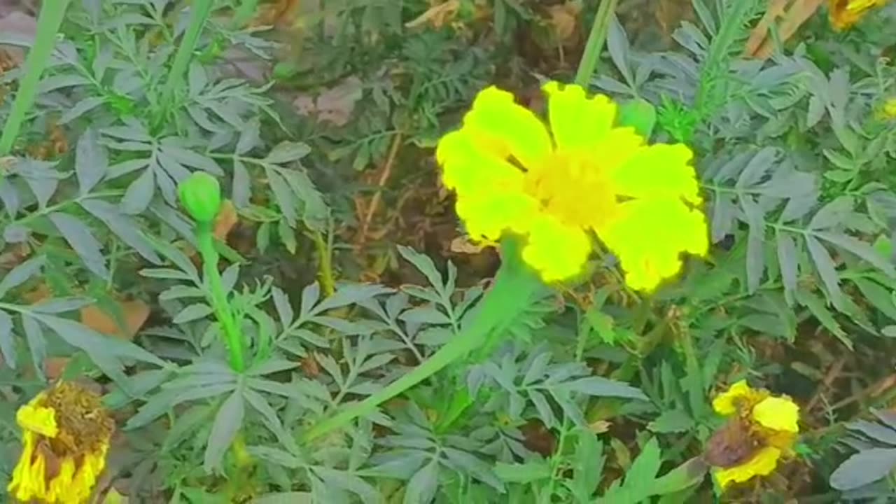 Natural and beautiful view of sunflowers with relaxing sound ✨💕