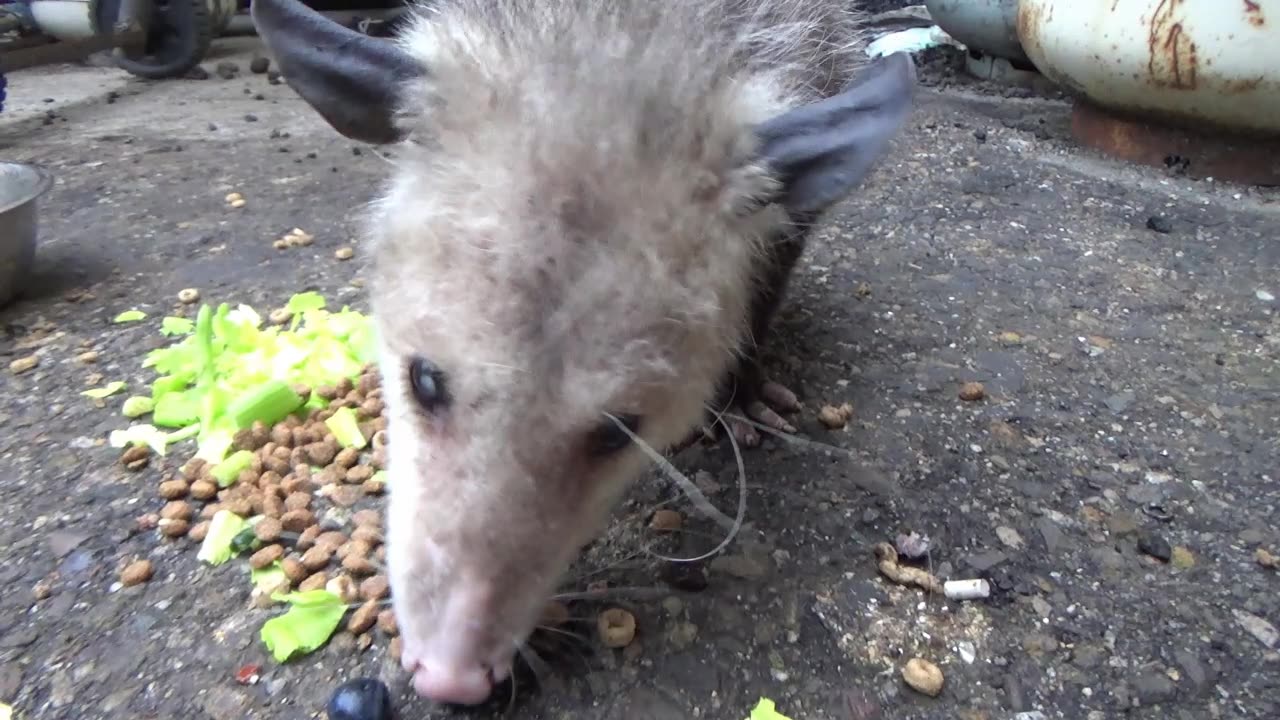 Shop Possum 2