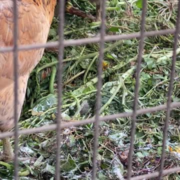 Chickens Eating a Large Bug 07.2021
