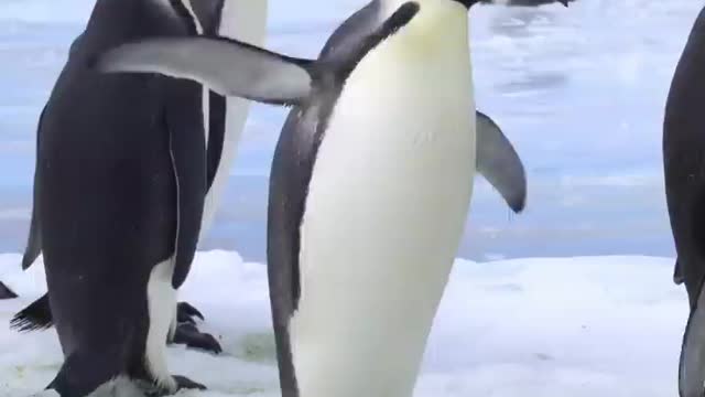 Emperor Penguin Dance 🕺💃 Le Roi Danse