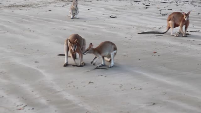 Wallaby Fight on the beach of Cape Hillsborough