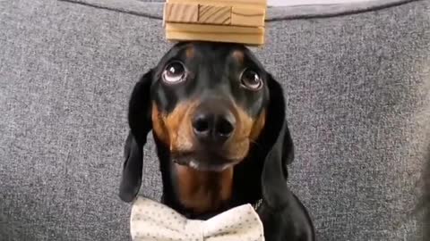 Dachshund Balancing an Active Game of Jenga