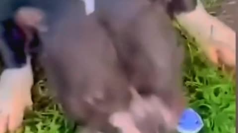 Funny Animals 2023 || New Videos Funniest Cats and Dogs 😺🐶