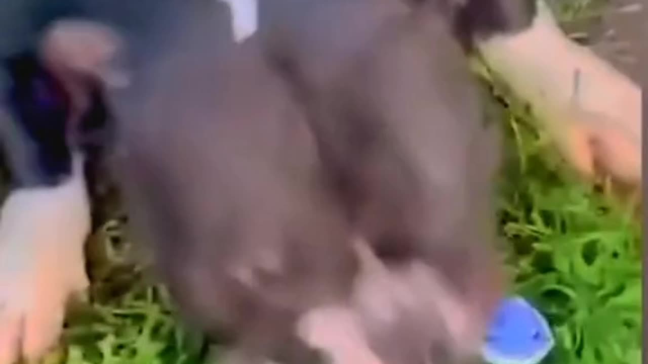 Funny Animals 2023 || New Videos Funniest Cats and Dogs 😺🐶