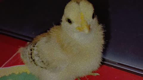 Hen baby sounds to called to mother