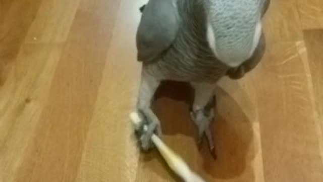 Funny parrot playing with a toothbrush.