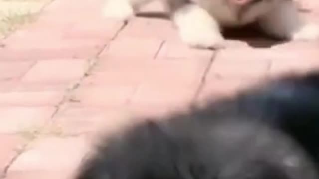 cute dogs falling compilation.