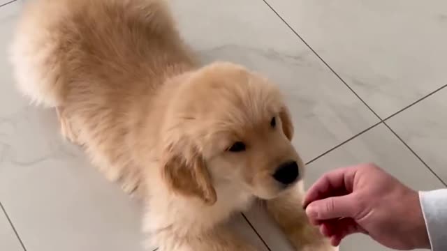 10 Week Old Puppy Doing Tricks!