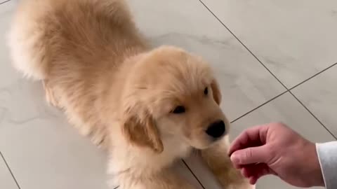 10 Week Old Puppy Doing Tricks!