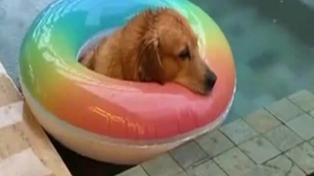 Golden Retriever is totally chill while sitting in pool on a rainy day