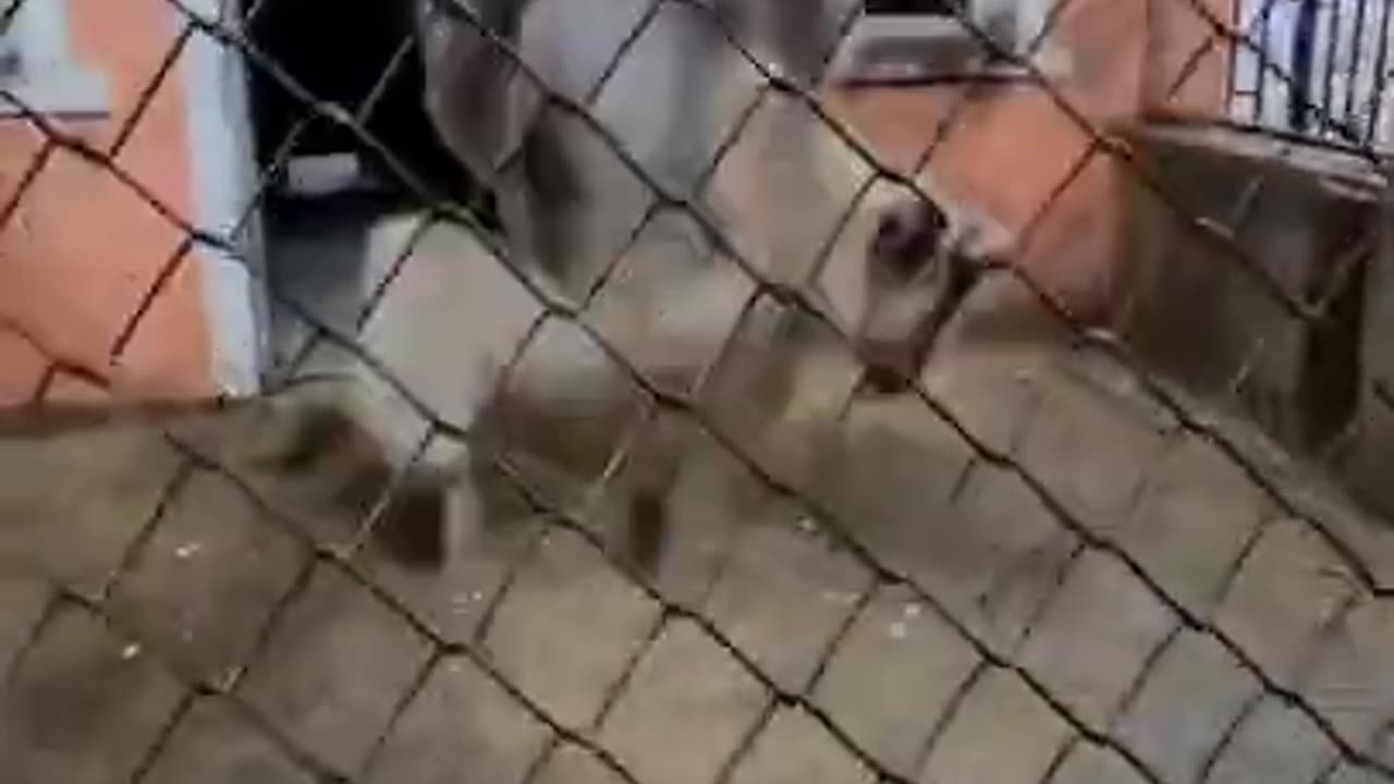 funny monkey dance