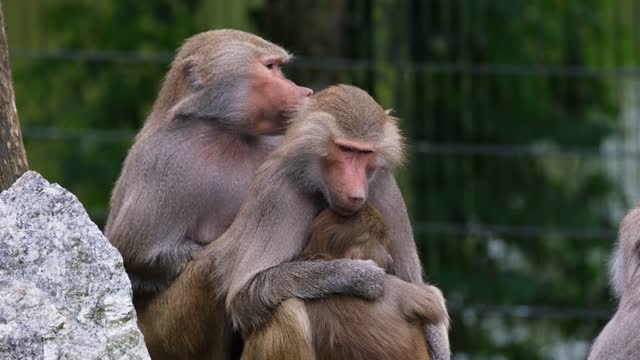 Family Baboon