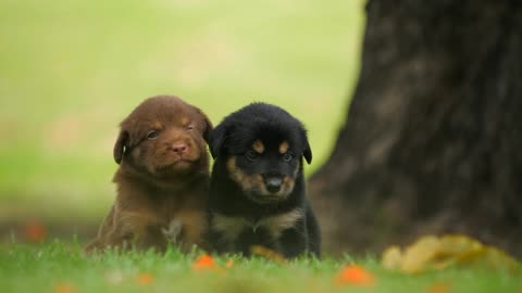 Cute Puppy Baby Dog Playing In The Green Park 😍