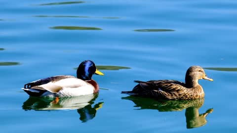 The Beauty of the Duck 🦆🦆😍😍