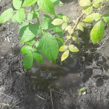 How the holes saved raspberries