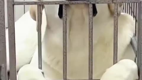 animals funny video