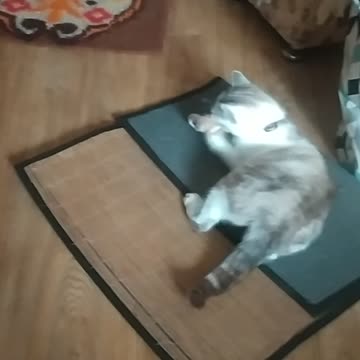 Cute Enola play 💚🐱🌼