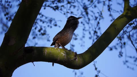 Cactus Wren Making Calls