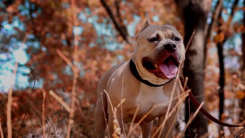 Pitbull salvando a su dueña de ladrón