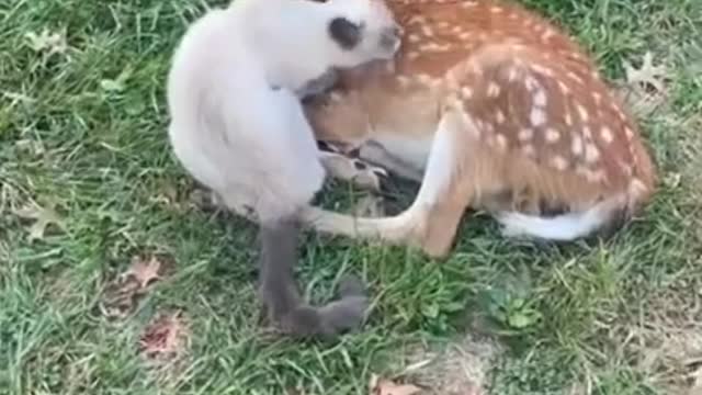 imals Viral Clips🐶_ Best Funny Cats Video🤣_ Zero Pet Shorts🐶_