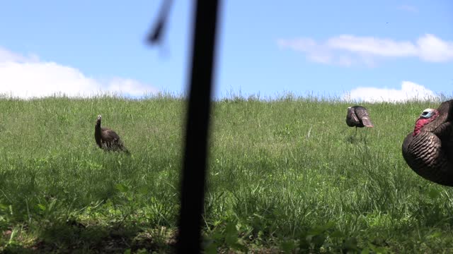 Last day of the 2022 KY turkey season