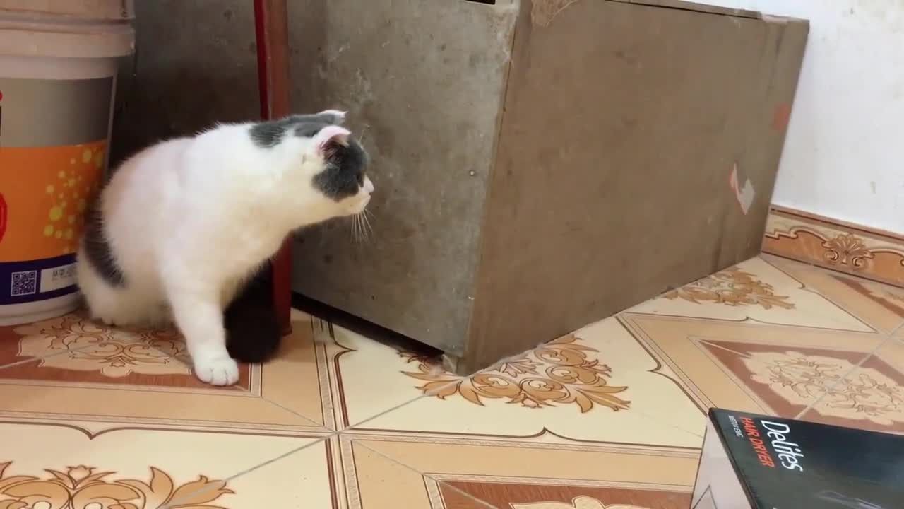 OMG The best funny cats fight video