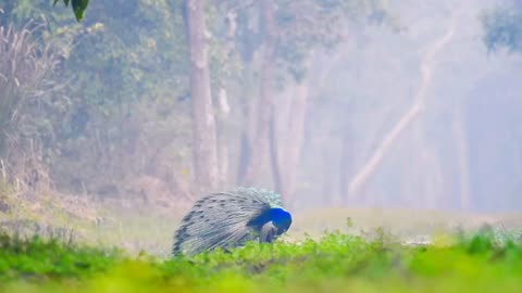 Wildlife in closer view with a natural perspective.