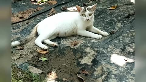 Cat pregnancy 😺 🐈🐈🐈cat। 💕