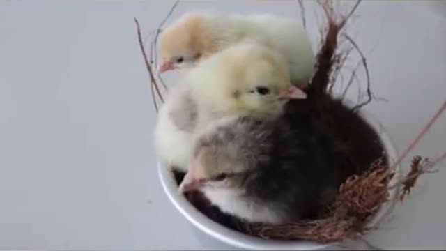 cute chick hugging each other