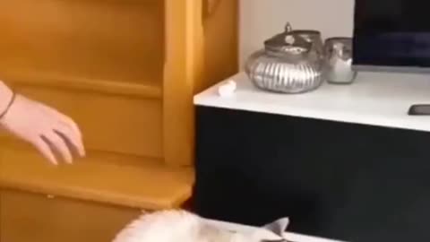 Animals funny moments