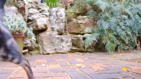 Cats are Adorable! Explore 27 Different Species of Cats