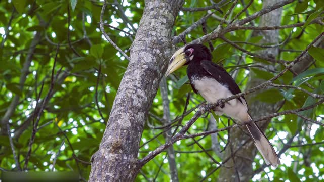 Todos os tipos de animais que vivem na floresta tropical do Brasil levam você ao mundo animal #17