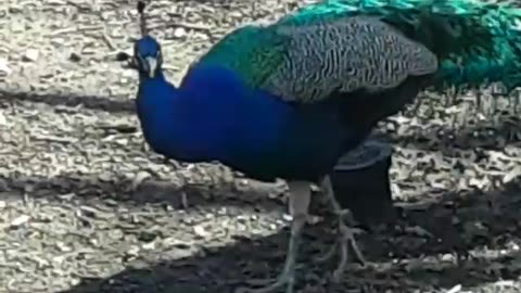 Peacocks Attraction