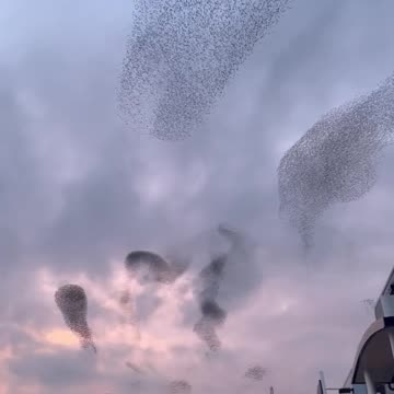 Starlings create stunning spectacle with 'dance' during sunset murmuration