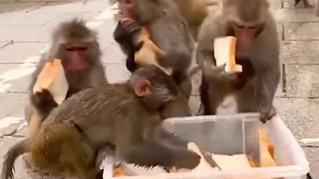 #monkey #animals 3