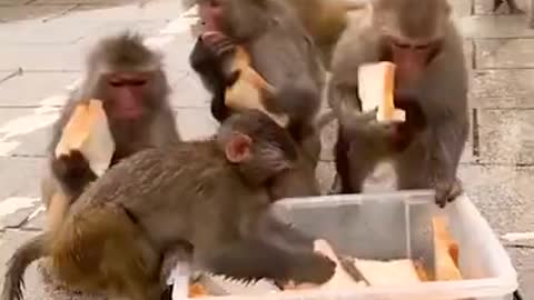 #monkey #animals 3