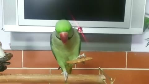 Funny Animals | Parrots and Cute Birds