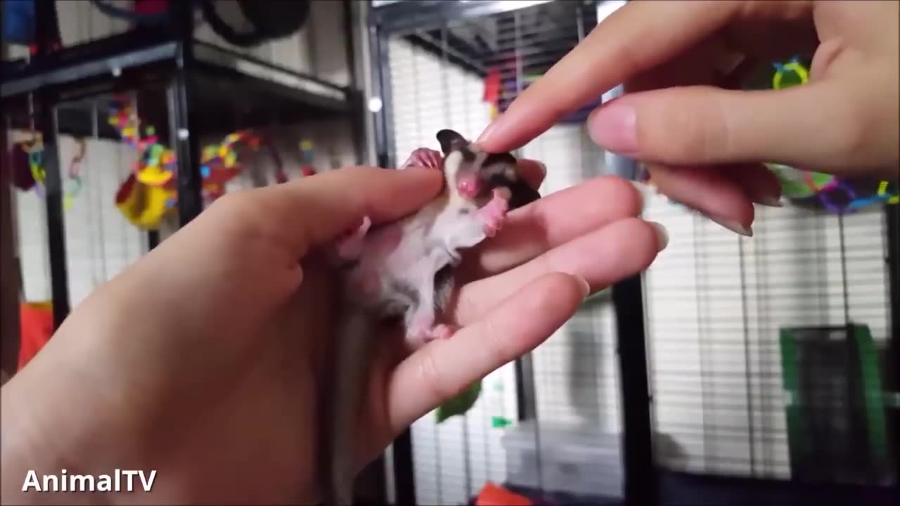 Funny sugar gliders