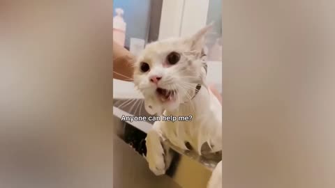 Animal funny video