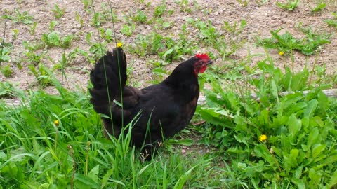 Chicken Swallows Small Snake