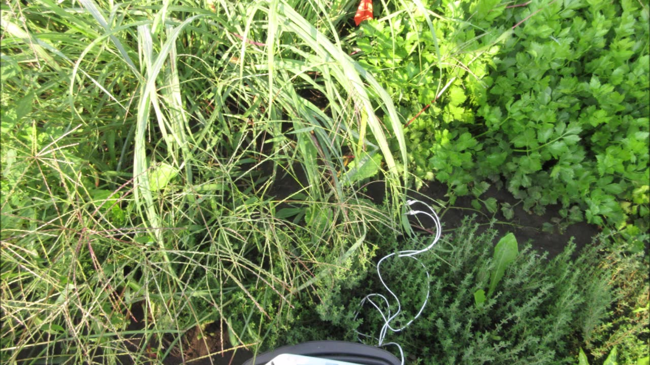 Fragrant Leaves and Stalks Lemongrass Sept 2022