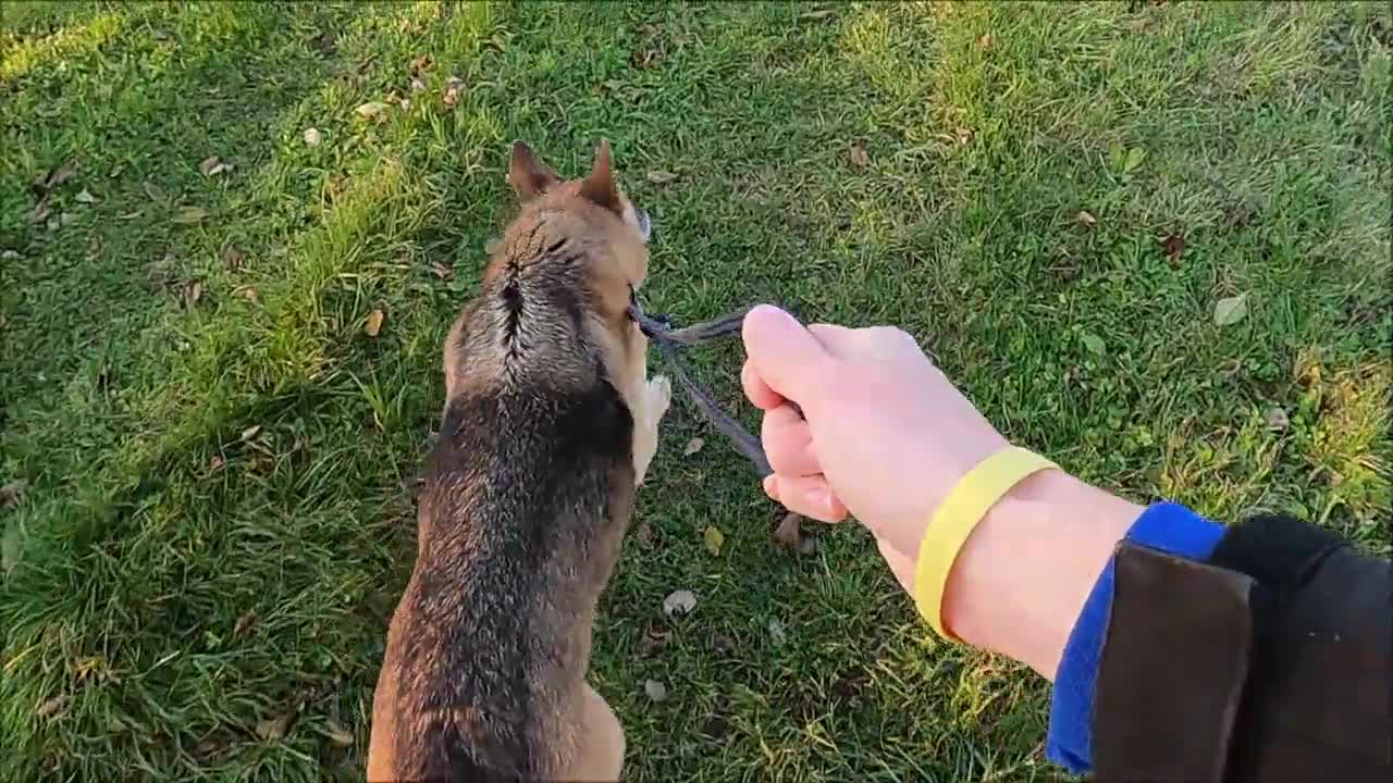 You are jogging for docking dog